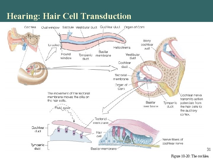Hearing: Hair Cell Transduction 31 Figure 10 -20: The cochlea Hearing: Hair Cell Transduction 31 Figure 10 -20: The cochlea