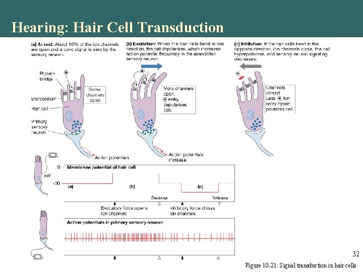 Hearing: Hair Cell Transduction 32 Figure 10 -21: Signal transduction in hair cells Hearing: Hair Cell Transduction 32 Figure 10 -21: Signal transduction in hair cells