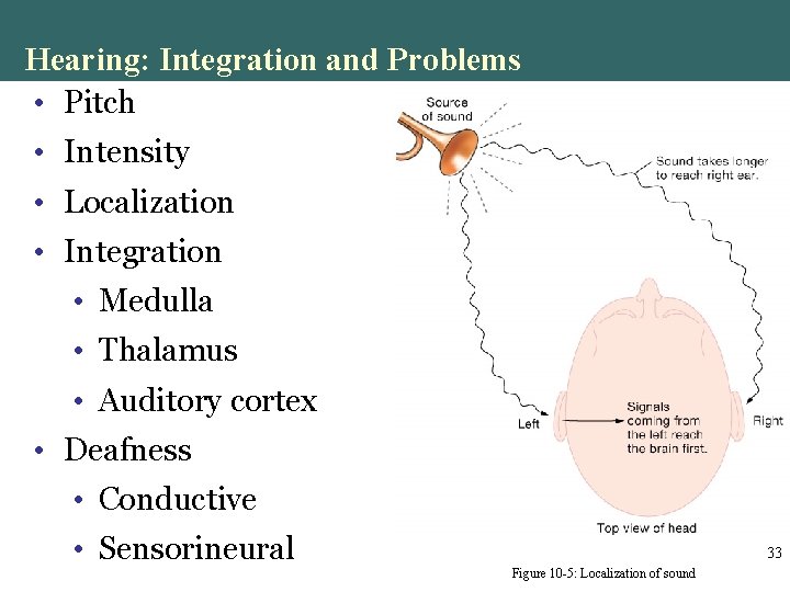 Hearing: Integration and Problems • Pitch • Intensity • Localization • Integration • Medulla Hearing: Integration and Problems • Pitch • Intensity • Localization • Integration • Medulla