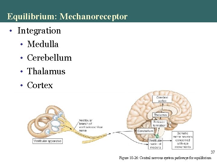 Equilibrium: Mechanoreceptor • Integration • Medulla • Cerebellum • Thalamus • Cortex 37 Figure Equilibrium: Mechanoreceptor • Integration • Medulla • Cerebellum • Thalamus • Cortex 37 Figure