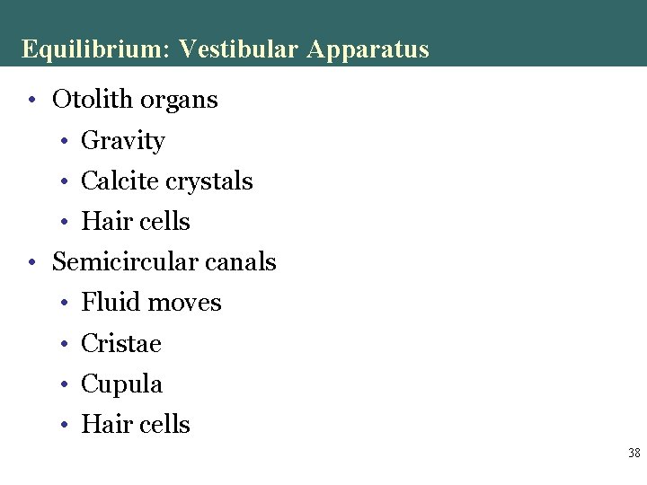 Equilibrium: Vestibular Apparatus • Otolith organs • Gravity • Calcite crystals • Hair cells Equilibrium: Vestibular Apparatus • Otolith organs • Gravity • Calcite crystals • Hair cells