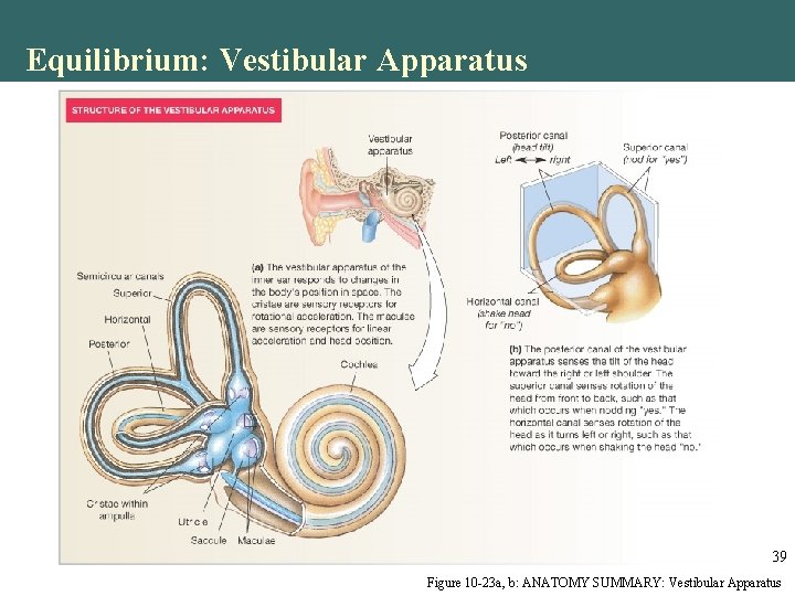 Equilibrium: Vestibular Apparatus 39 Figure 10 -23 a, b: ANATOMY SUMMARY: Vestibular Apparatus Equilibrium: Vestibular Apparatus 39 Figure 10 -23 a, b: ANATOMY SUMMARY: Vestibular Apparatus