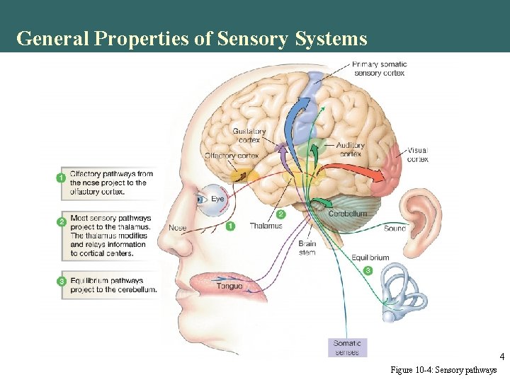 General Properties of Sensory Systems 4 Figure 10 -4: Sensory pathways General Properties of Sensory Systems 4 Figure 10 -4: Sensory pathways