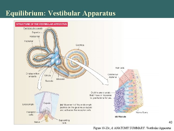 Equilibrium: Vestibular Apparatus 40 Figure 10 -23 c, d: ANATOMY SUMMARY: Vestibular Apparatus Equilibrium: Vestibular Apparatus 40 Figure 10 -23 c, d: ANATOMY SUMMARY: Vestibular Apparatus