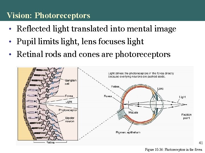 Vision: Photoreceptors • Reflected light translated into mental image • Pupil limits light, lens Vision: Photoreceptors • Reflected light translated into mental image • Pupil limits light, lens