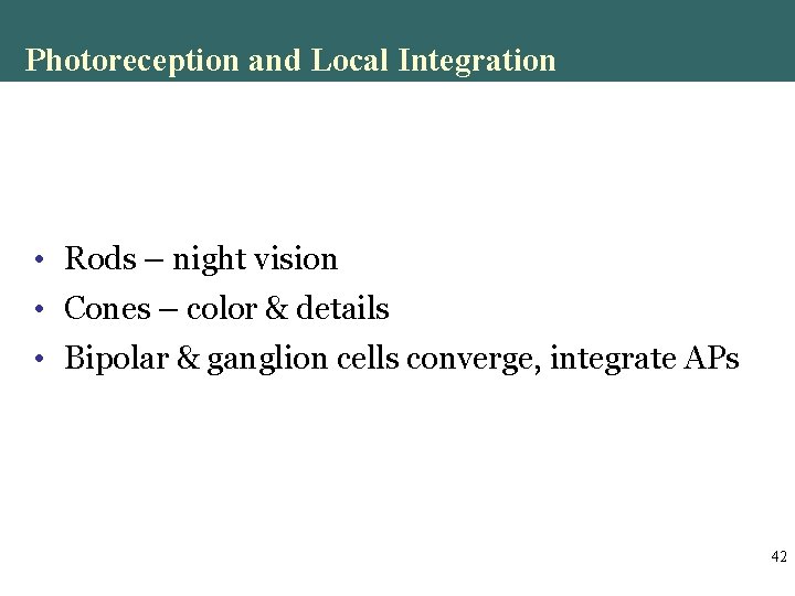 Photoreception and Local Integration • Rods – night vision • Cones – color & Photoreception and Local Integration • Rods – night vision • Cones – color &