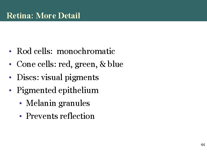 Retina: More Detail • Rod cells: monochromatic • Cone cells: red, green, & blue Retina: More Detail • Rod cells: monochromatic • Cone cells: red, green, & blue