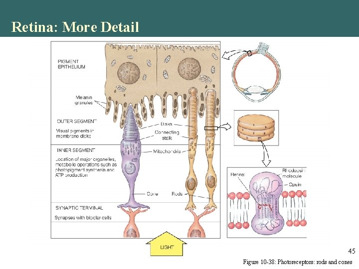 Retina: More Detail 45 Figure 10 -38: Photoreceptors: rods and cones Retina: More Detail 45 Figure 10 -38: Photoreceptors: rods and cones
