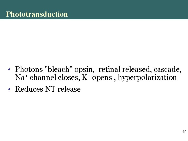 Phototransduction • Photons "bleach" opsin, retinal released, cascade, Na+ channel closes, K+ opens , Phototransduction • Photons "bleach" opsin, retinal released, cascade, Na+ channel closes, K+ opens ,