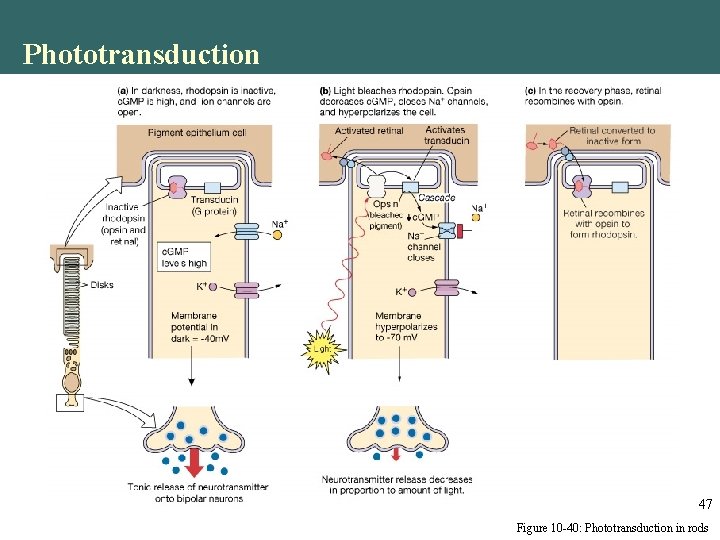 Phototransduction 47 Figure 10 -40: Phototransduction in rods Phototransduction 47 Figure 10 -40: Phototransduction in rods