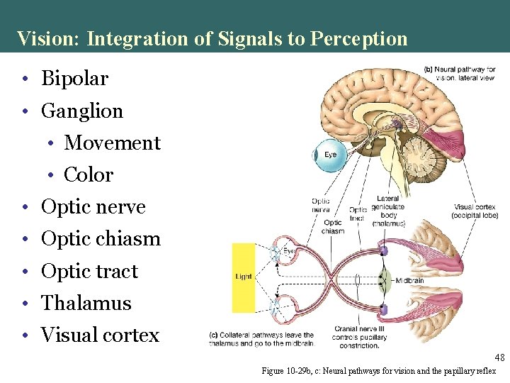 Vision: Integration of Signals to Perception • Bipolar • Ganglion • Movement • Color Vision: Integration of Signals to Perception • Bipolar • Ganglion • Movement • Color