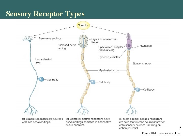 Sensory Receptor Types 6 Figure 10 -1: Sensory receptors Sensory Receptor Types 6 Figure 10 -1: Sensory receptors
