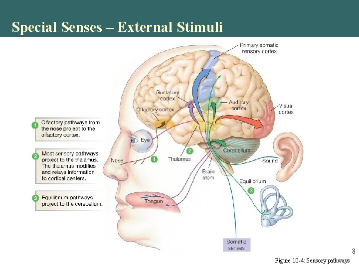 Special Senses – External Stimuli 8 Figure 10 -4: Sensory pathways Special Senses – External Stimuli 8 Figure 10 -4: Sensory pathways