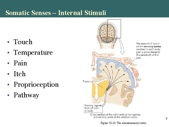 Somatic Senses – Internal Stimuli • Touch • Temperature • Pain • Itch • Somatic Senses – Internal Stimuli • Touch • Temperature • Pain • Itch •