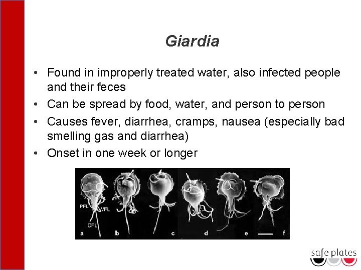 Giardia • Found in improperly treated water, also infected people and their feces •