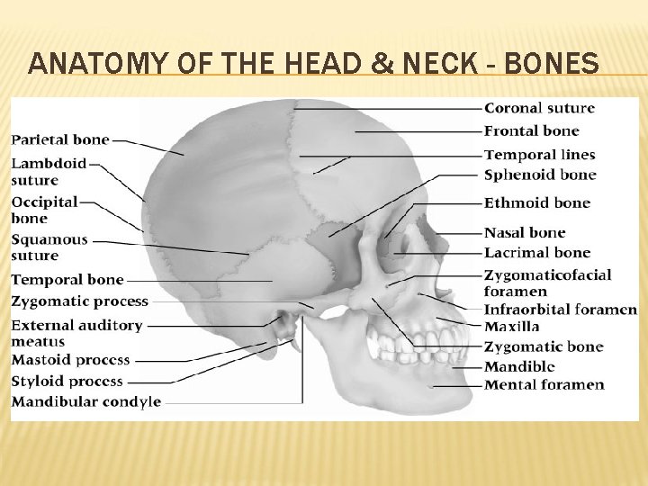 ANATOMY OF THE HEAD & NECK - BONES 