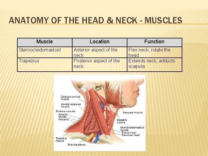 ANATOMY OF THE HEAD & NECK - MUSCLES Muscle Sternocleidomastoid Trapezius Location Anterior aspect