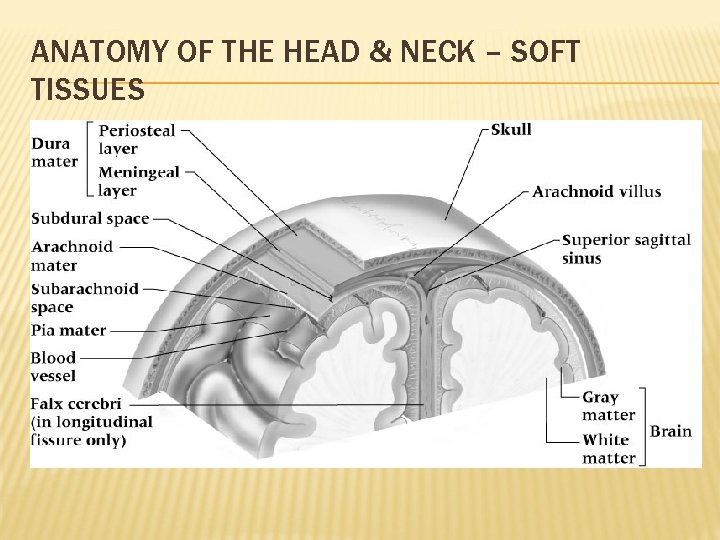 ANATOMY OF THE HEAD & NECK – SOFT TISSUES 