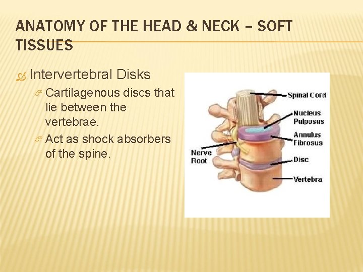 ANATOMY OF THE HEAD & NECK – SOFT TISSUES Intervertebral Disks Cartilagenous discs that
