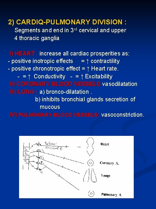 2) CARDIQ-PULMONARY DIVISION : Segments and end in 3 rd cervical and upper 4