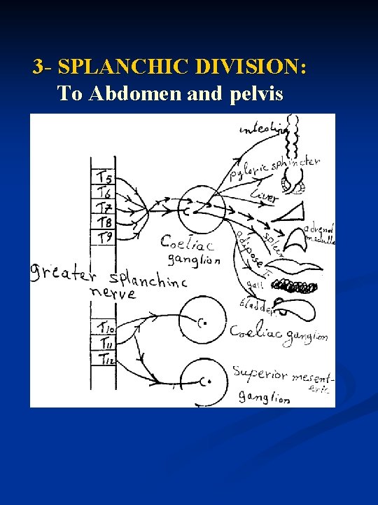 3 - SPLANCHIC DIVISION: To Abdomen and pelvis 