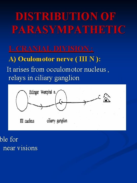 DISTRIBUTION OF PARASYMPATHETIC I- CRANIAL DIVISION : A) Oculomotor nerve ( III N ):