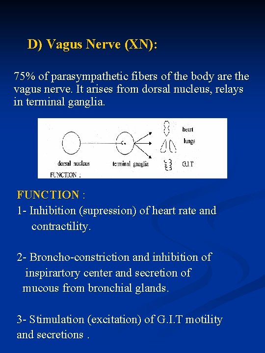 D) Vagus Nerve (XN): 75% of parasympathetic fibers of the body are the vagus