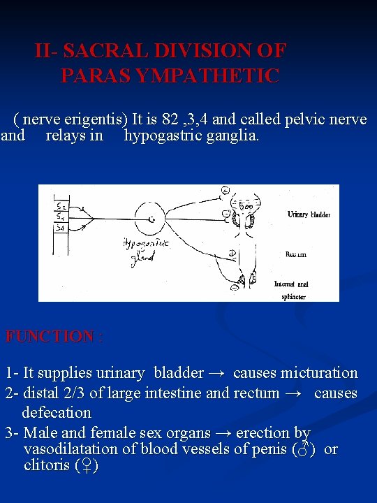 II- SACRAL DIVISION OF PARAS YMPATHETIC ( nerve erigentis) It is 82 , 3,