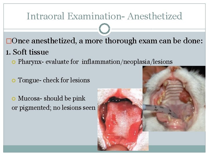 Intraoral Examination- Anesthetized �Once anesthetized, a more thorough exam can be done: 1. Soft