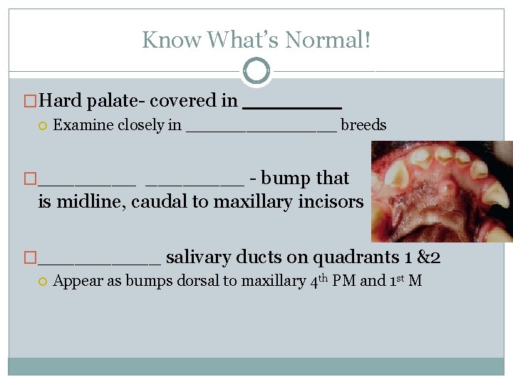 Know What’s Normal! �Hard palate- covered in ____ Examine closely in ________ breeds �________