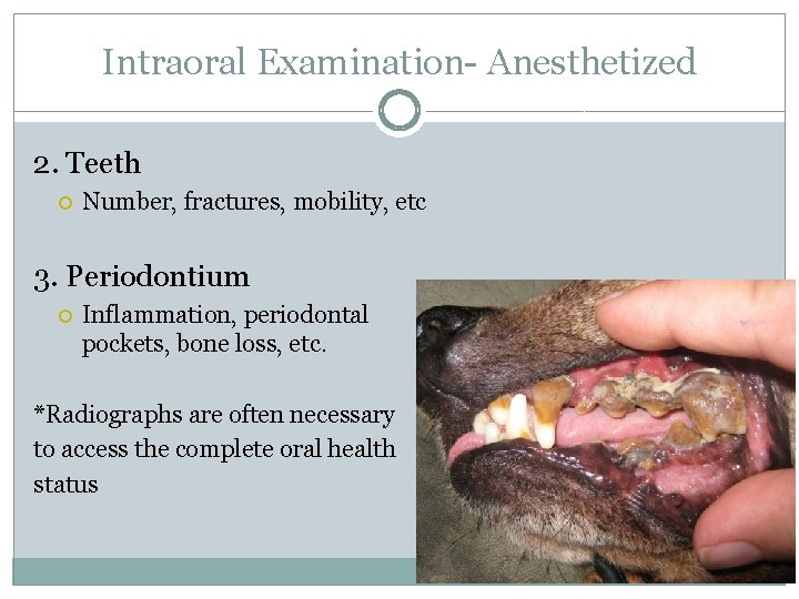 Intraoral Examination- Anesthetized 2. Teeth Number, fractures, mobility, etc 3. Periodontium Inflammation, periodontal pockets,