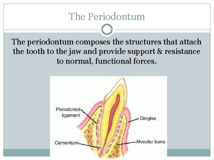 The Periodontum The periodontum composes the structures that attach the tooth to the jaw