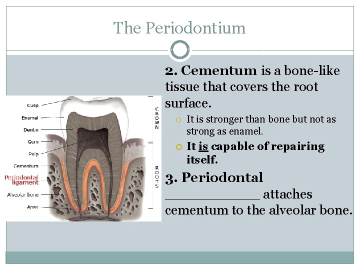 The Periodontium 2. Cementum is a bone-like tissue that covers the root surface. It