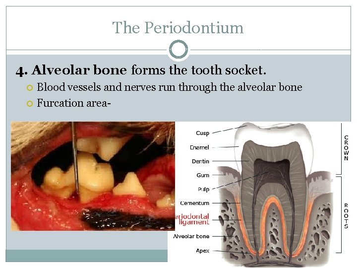 The Periodontium 4. Alveolar bone forms the tooth socket. Blood vessels and nerves run