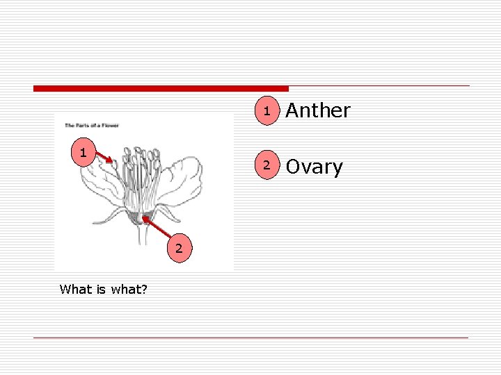1 2 What is what? 1 Anther 2 Ovary 