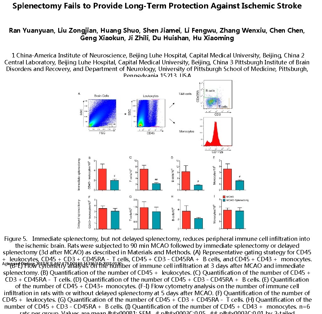 Splenectomy Fails to Provide Long-Term Protection Against Ischemic Stroke Ran Yuanyuan, Liu Zongjian, Huang