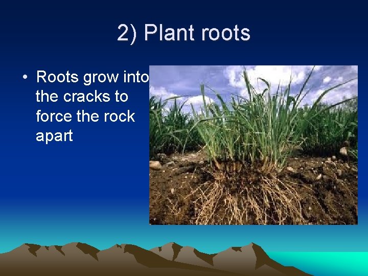 2) Plant roots • Roots grow into the cracks to force the rock apart 2) Plant roots • Roots grow into the cracks to force the rock apart