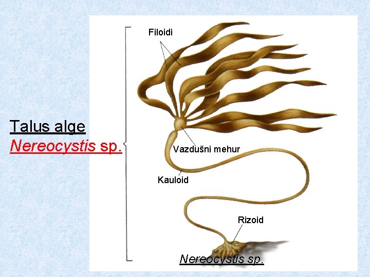 Filoidi Nereocystis sp. Talus alge Nereocystis sp. Vazdušni mehur Kauloid Rizoid Nereocystis sp. 