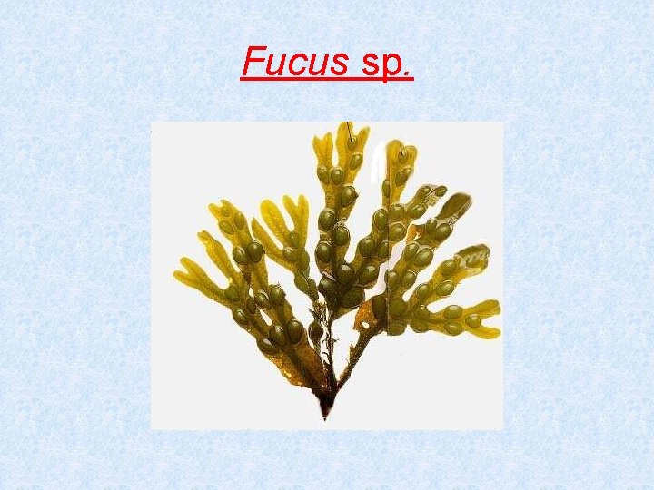 Fucus sp. 