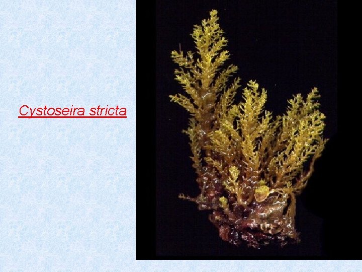 Cystoseira stricta 