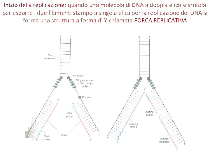 Inizio della replicazione: quando una molecola di DNA a doppia elica si srotola per