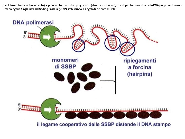 nel Filamento discontinuo (lento) si possono formare dei ripiegamenti (strutture a forcina), quindi per