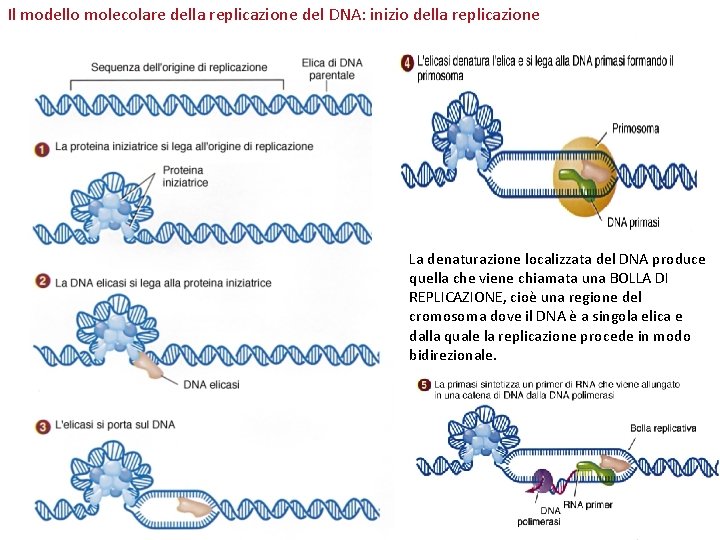 Il modello molecolare della replicazione del DNA: inizio della replicazione La denaturazione localizzata del