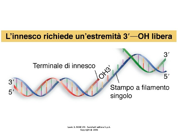 Lewin, IL GENE VIII, Zanichelli editore S. p. A. Copyright © 2006 