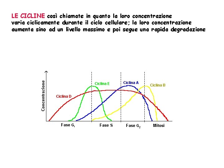 LE CICLINE così chiamate in quanto la loro concentrazione varia ciclicamente durante il ciclo