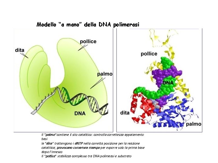 Modello “a mano” della DNA polimerasi Il “palmo”contiene il sito catalitico: controlla correttezza appaiamento