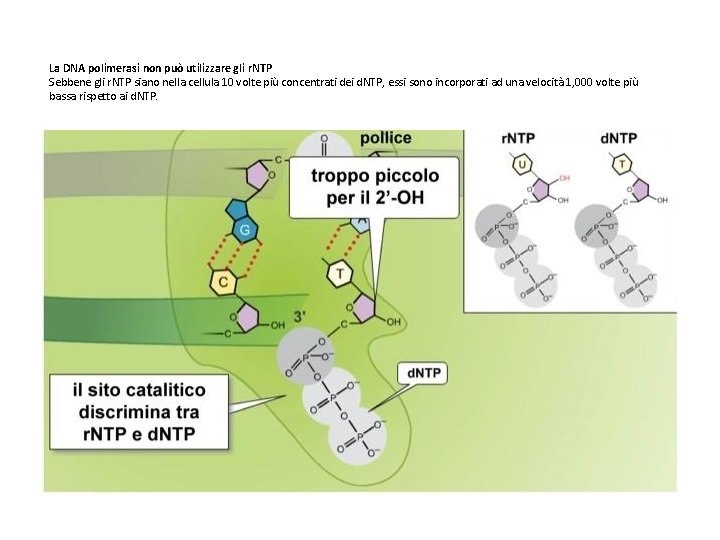 La DNA polimerasi non può utilizzare gli r. NTP Sebbene gli r. NTP siano