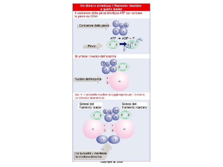 Lewin, IL GENE VIII, Zanichelli editore S. p. A. Copyright © 2006 