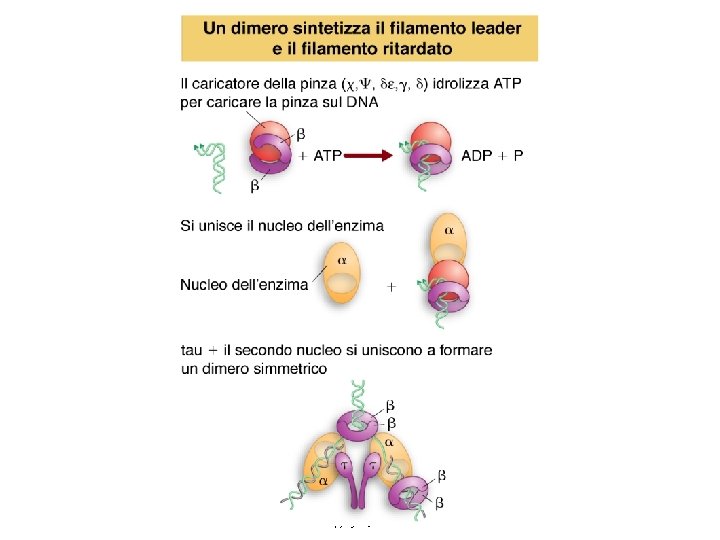 Lewin, IL GENE VIII, Zanichelli editore S. p. A. Copyright © 2006 