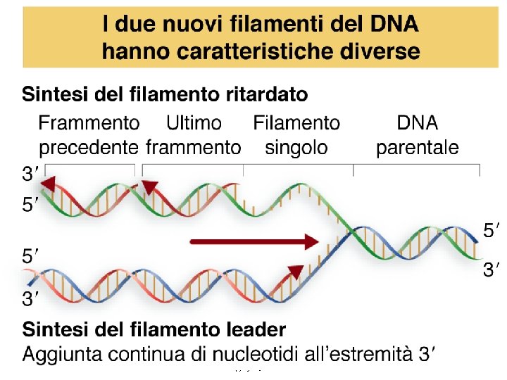 Lewin, IL GENE VIII, Zanichelli editore S. p. A. Copyright © 2006 